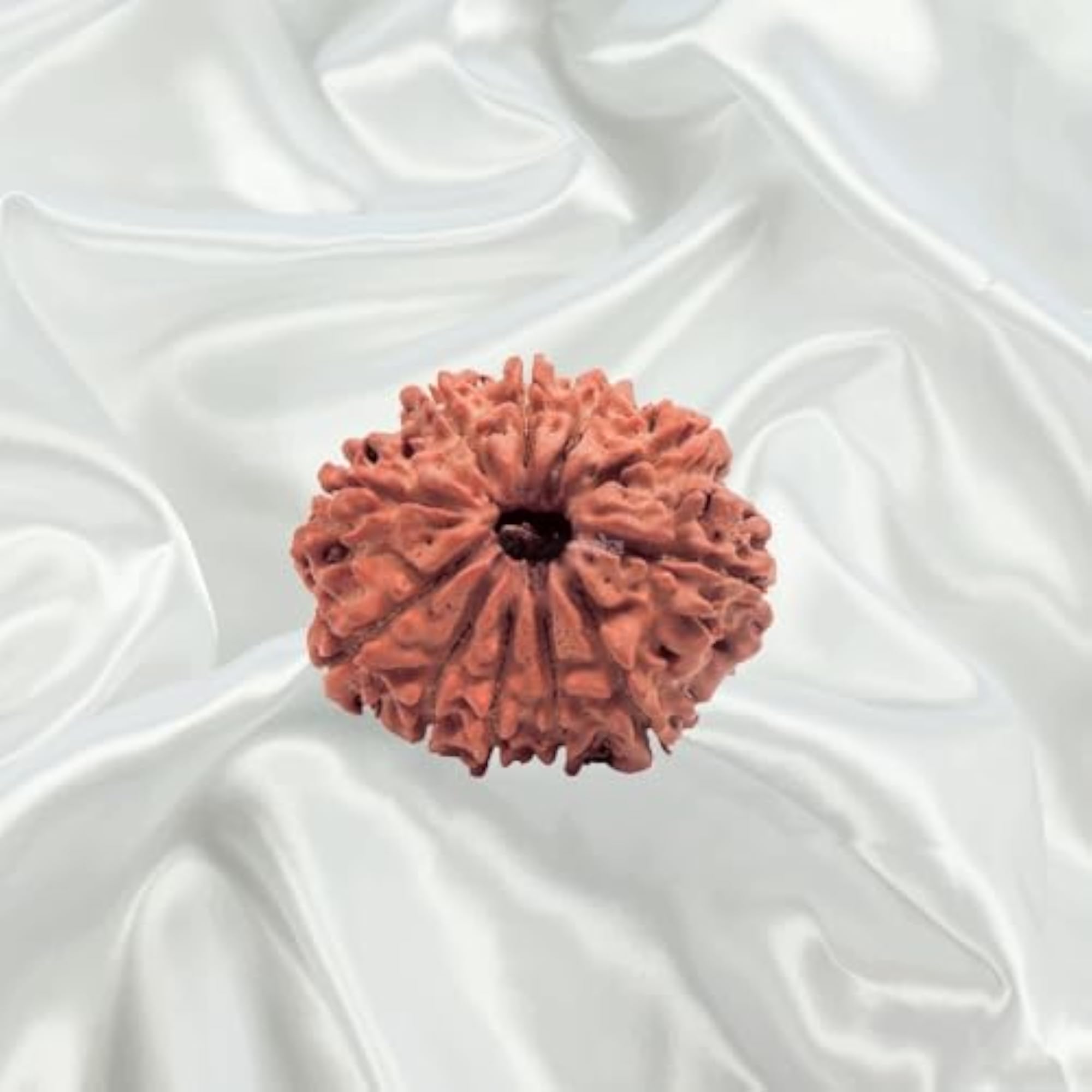11 Mukhi Nepal Rudraksha, Lab Certified